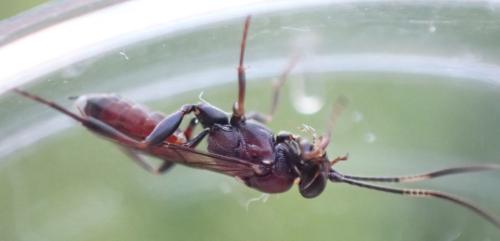 Baranisobas sp.